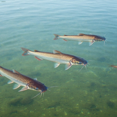 African catfish swimming in a clean pond, illustrating healthy stock