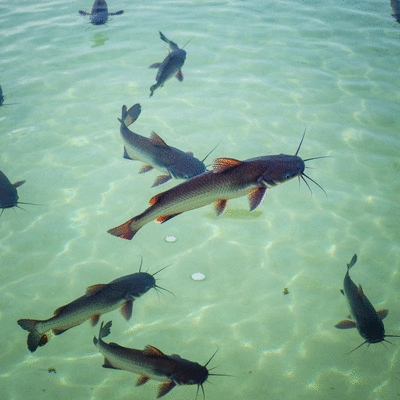 African catfish swimming in a clean, well-maintained aquaculture pond
